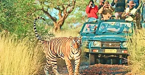 Ranthambore